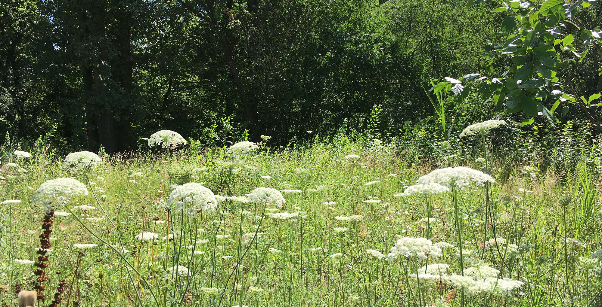 Bauland im Technologiezentrum Kralenriede Braunschweig